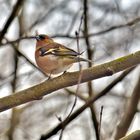 Was für ein Vogel bin ich ?