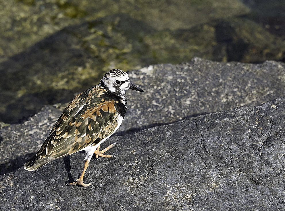 Was für ein Vogel?