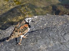 Was für ein Vogel?