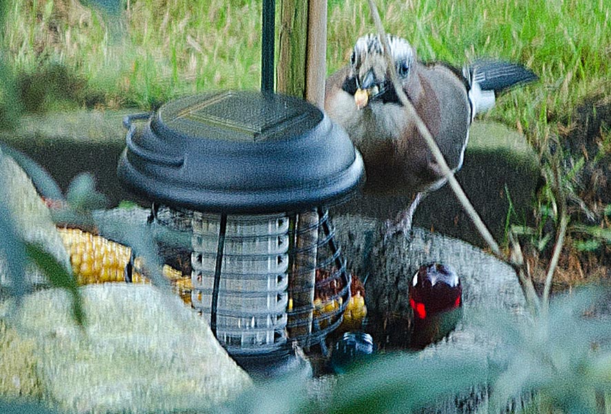 Was für ein Vogel ist das ??