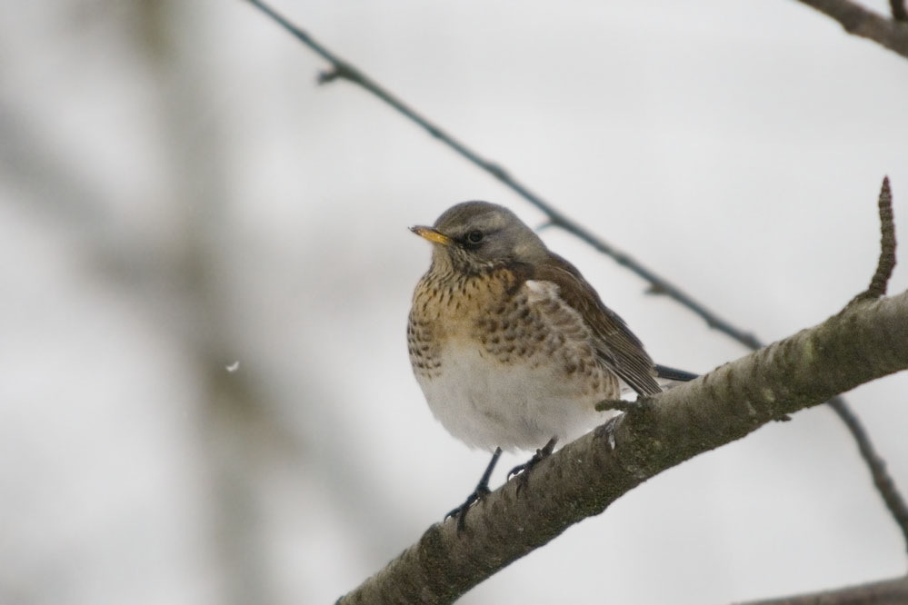 Was für ein Vogel ist das ???