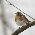 Was für ein Vogel ist das ???