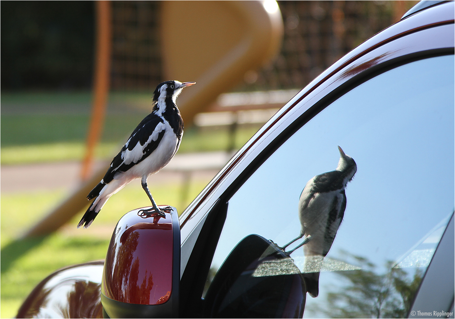 Was für ein Vogel ist das?