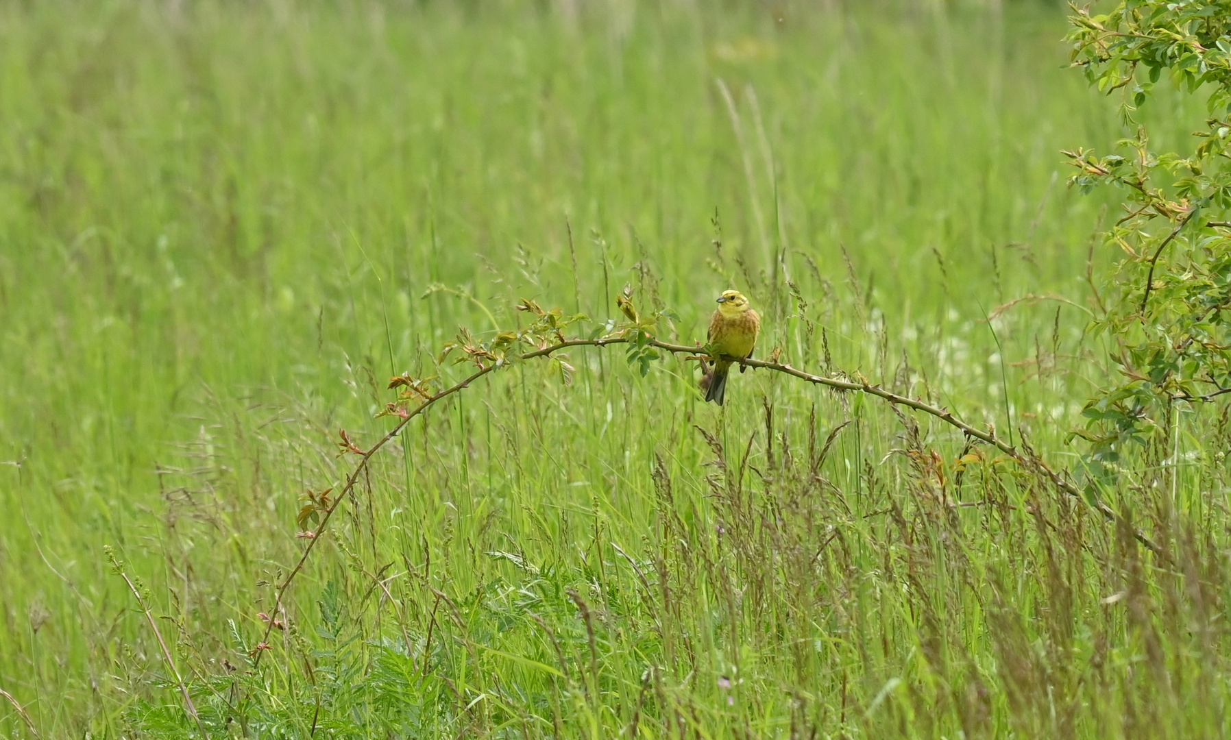 Was für ein Vogel ist das?