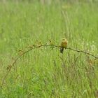 Was für ein Vogel ist das?