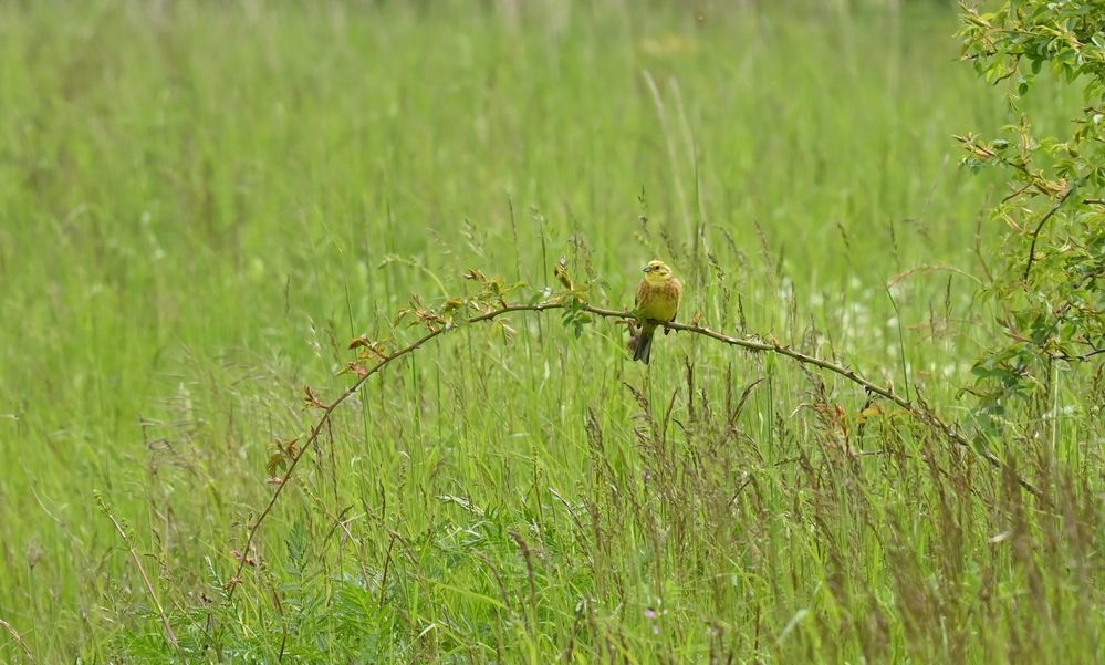 Was für ein Vogel ist das?