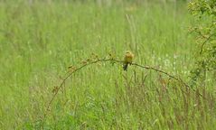 Was für ein Vogel ist das?