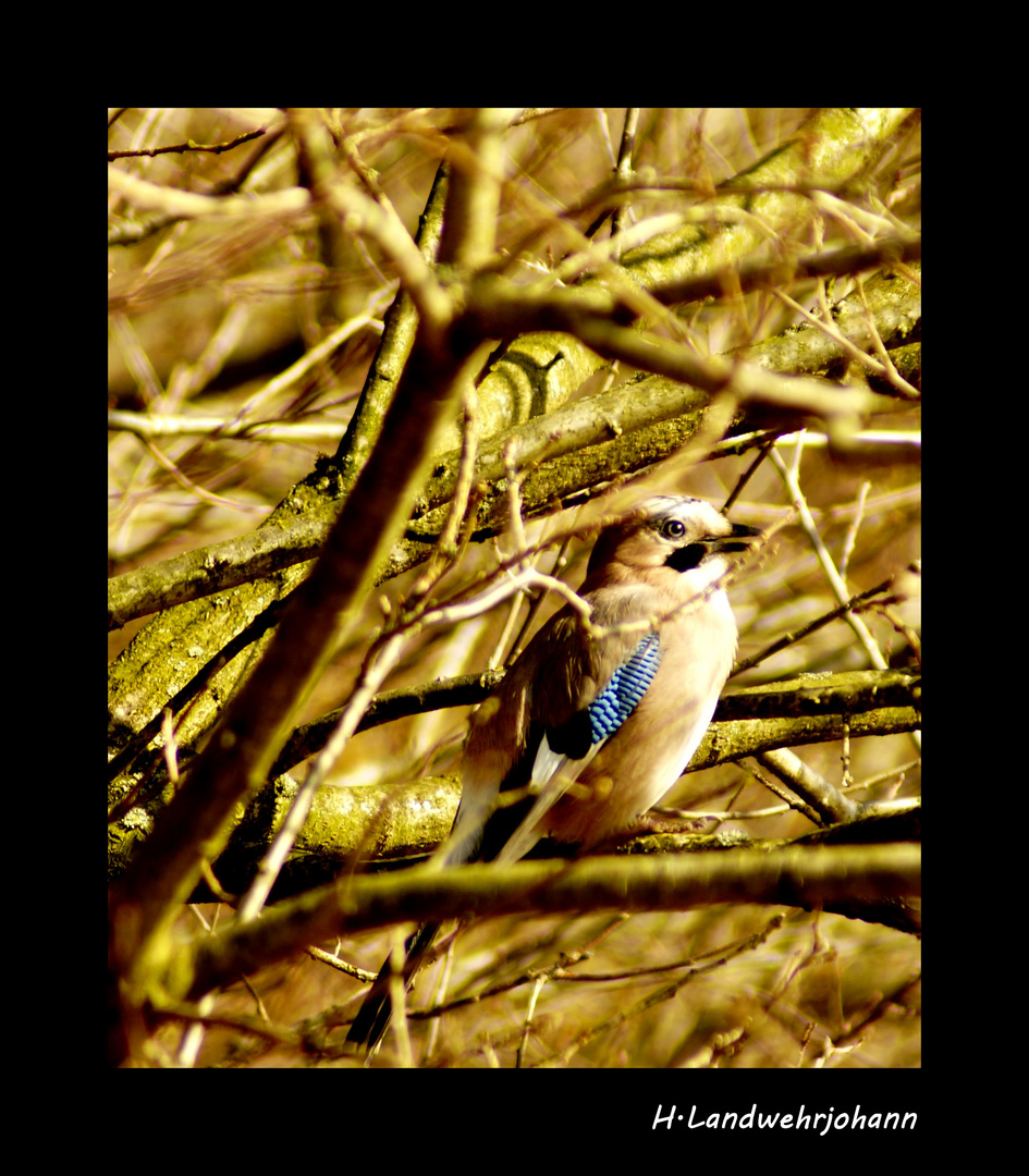 Was für ein Vogel ist das?