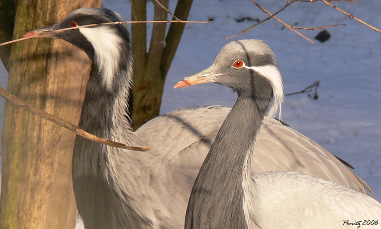 Was für ein Vogel ist das eigentlich?