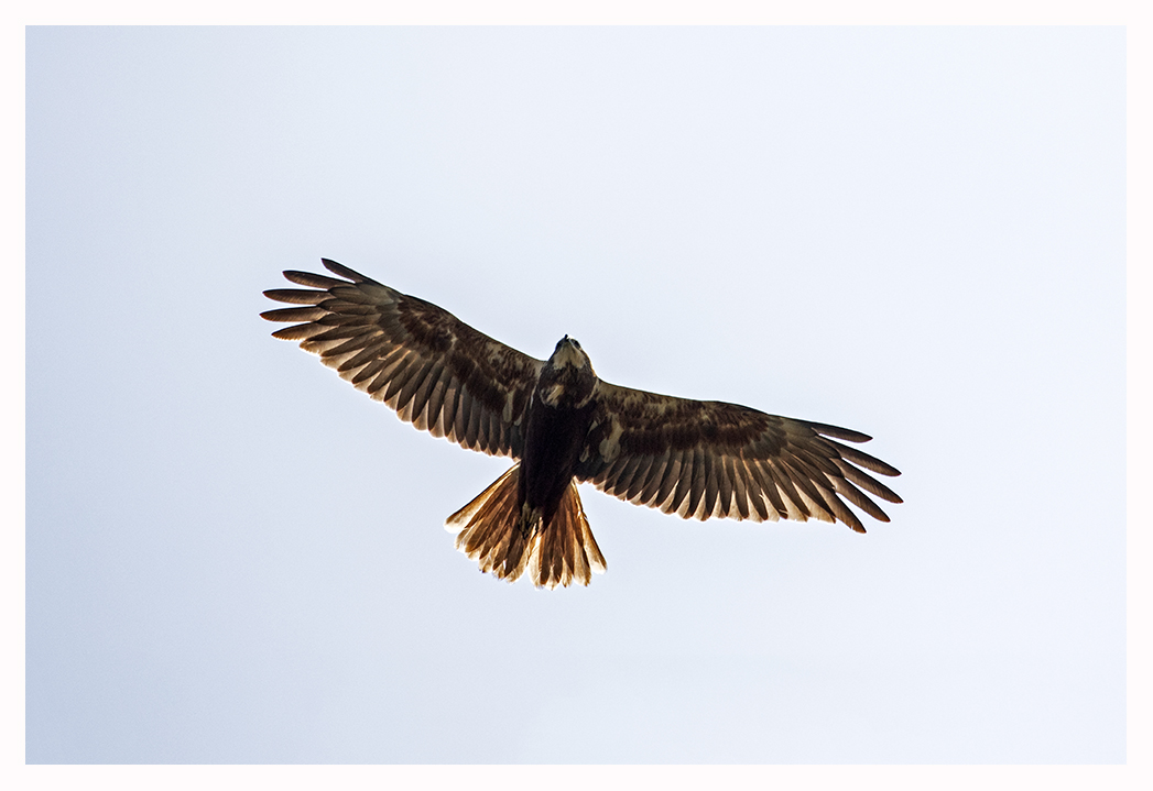 Was für ein Vogel ist das? Fotografiert in Holland.