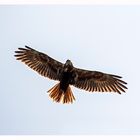 Was für ein Vogel ist das? Fotografiert in Holland.