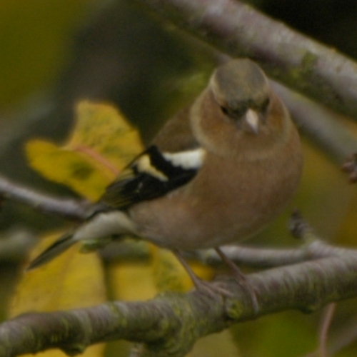 Was für ein Vogel ist das? (Ist kein Ratespiel!)