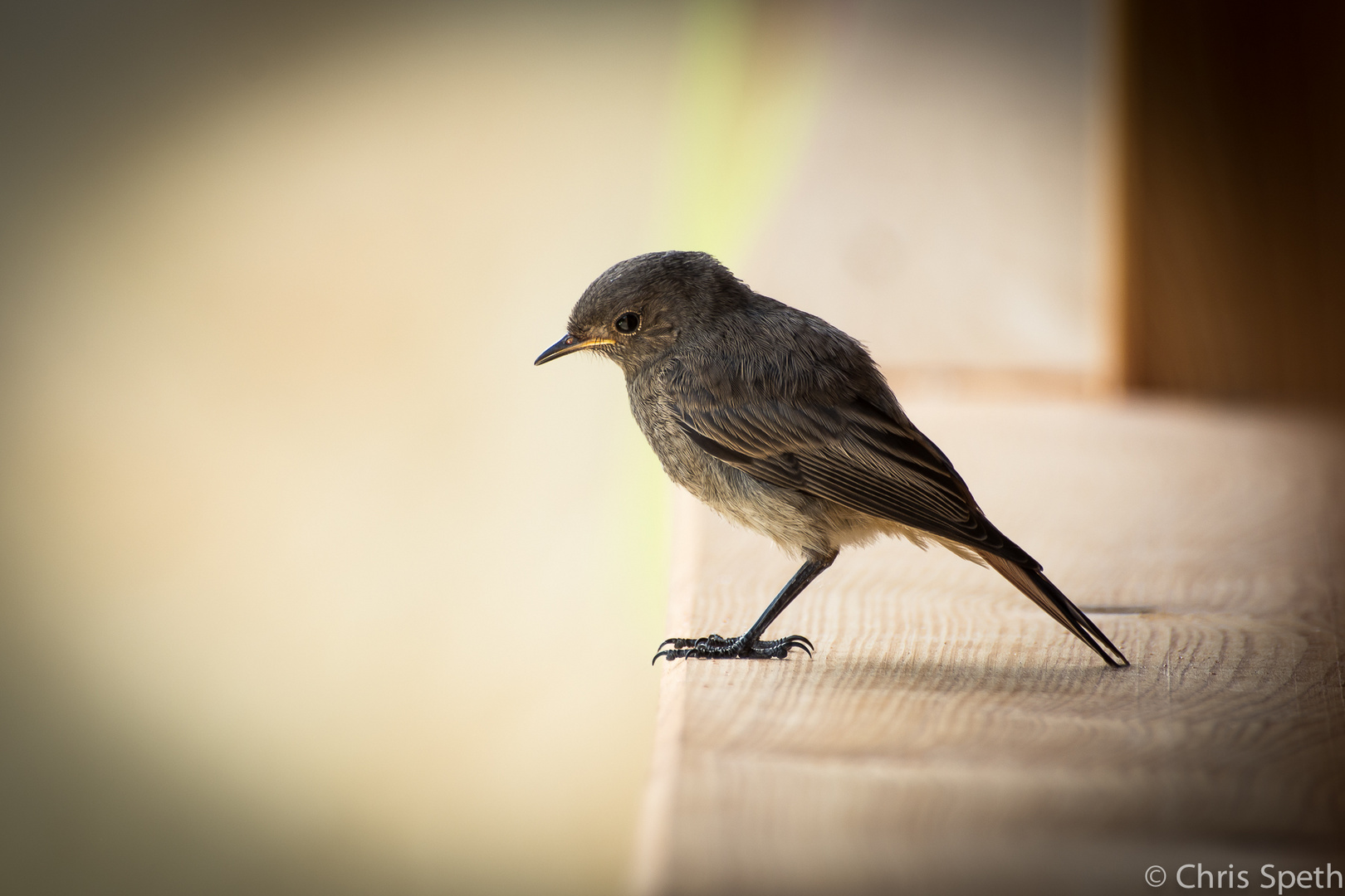 Was für ein Vogel ist das? Rotschwänzchen?