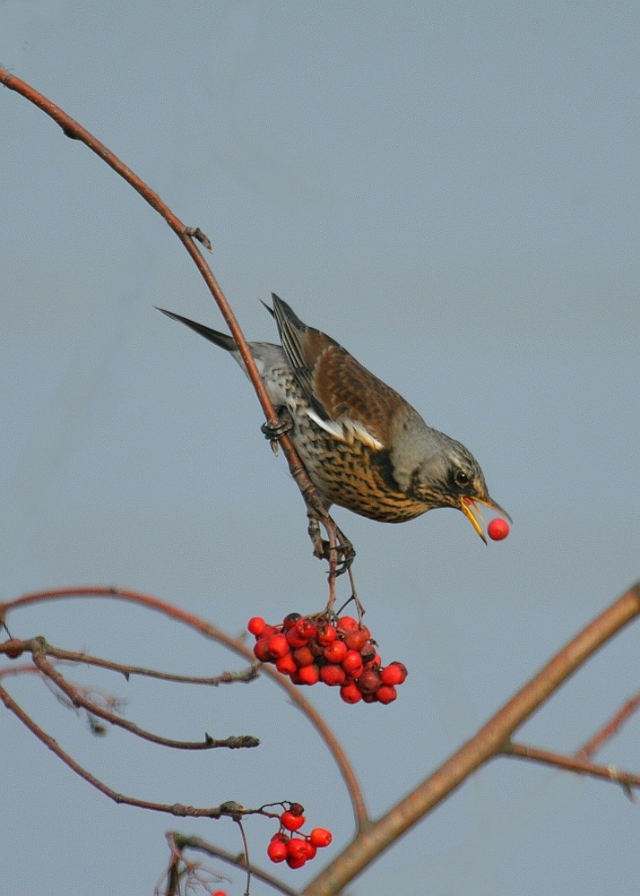 Was für ein Vogel klaut da Beeren ? ?