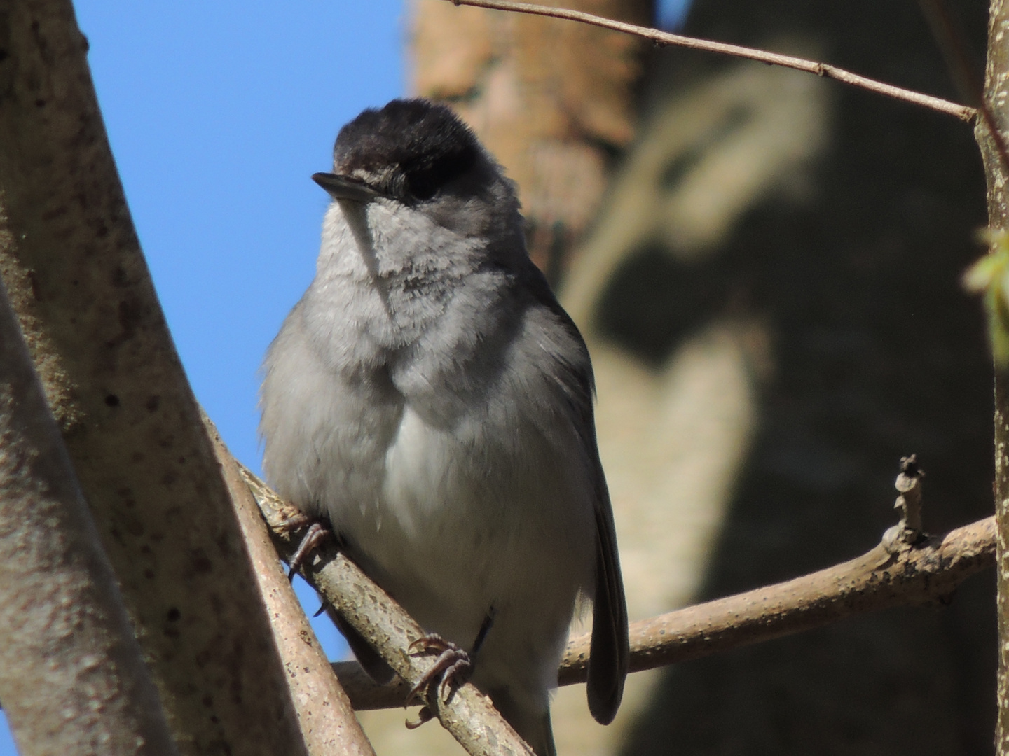 Was für ein Vogel könnte das sein ?