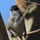 Was für ein Vogel könnte das sein ?