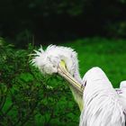 Was für ein zerzauster Vogel :-)