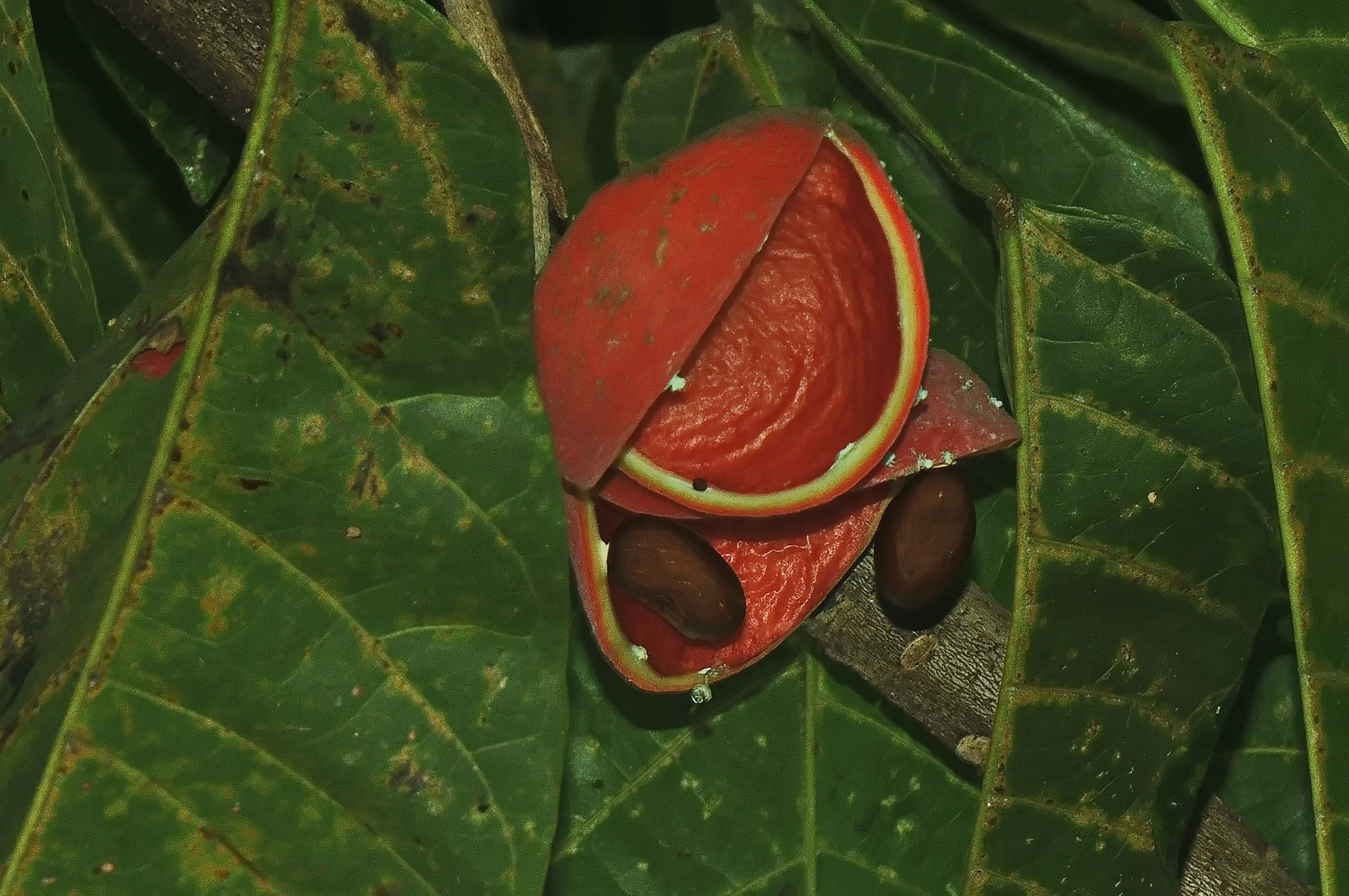 was für eine baumfrucht ist das ?