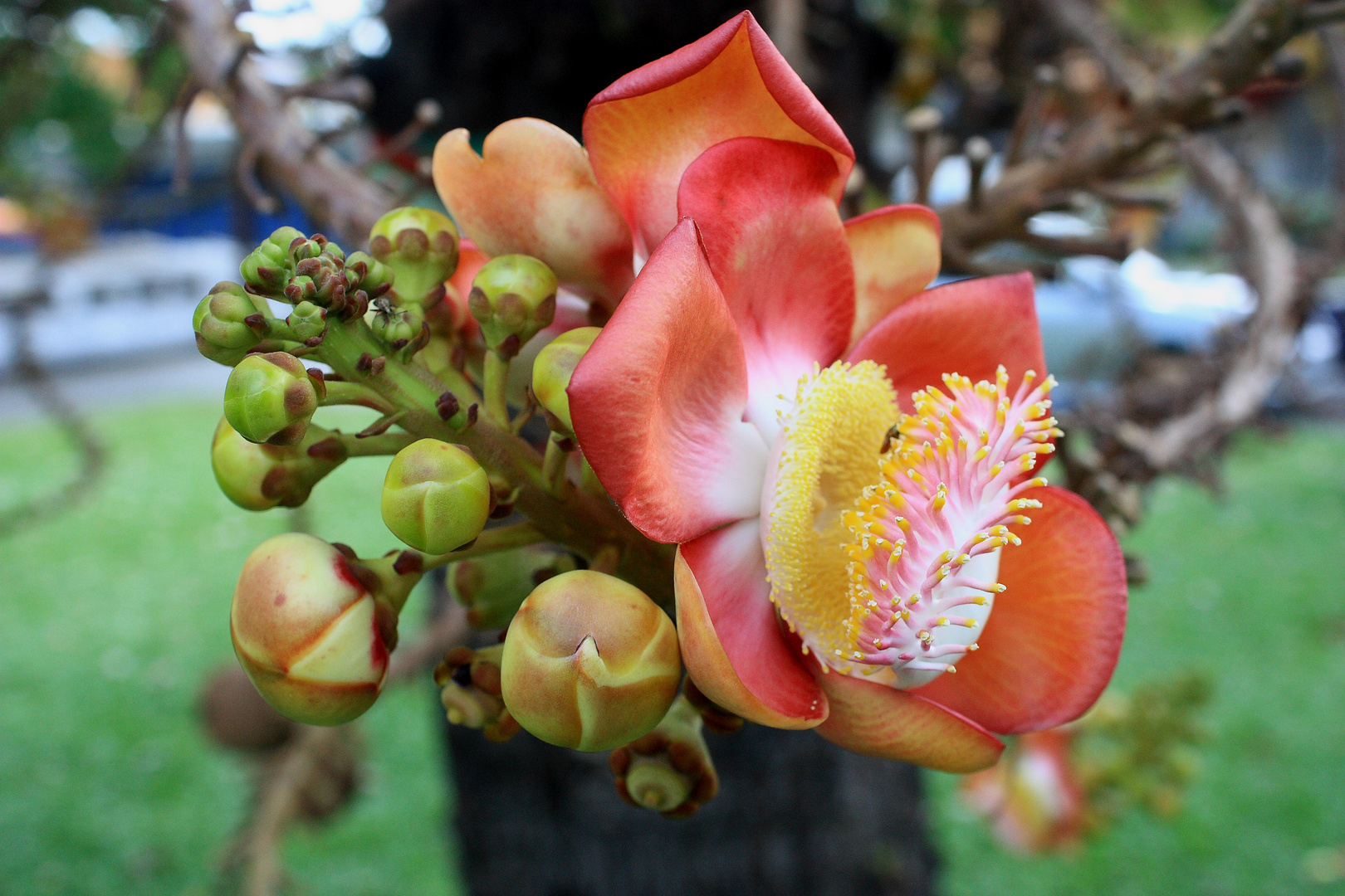 Was für eine Blüte