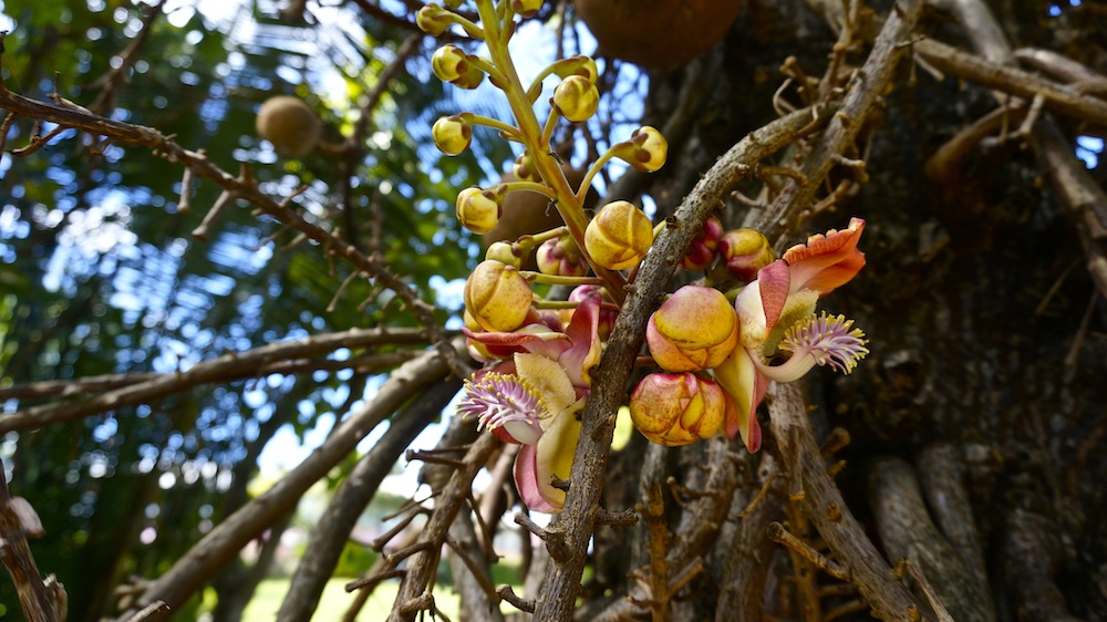 ==== " Was für eine Blüte " ====