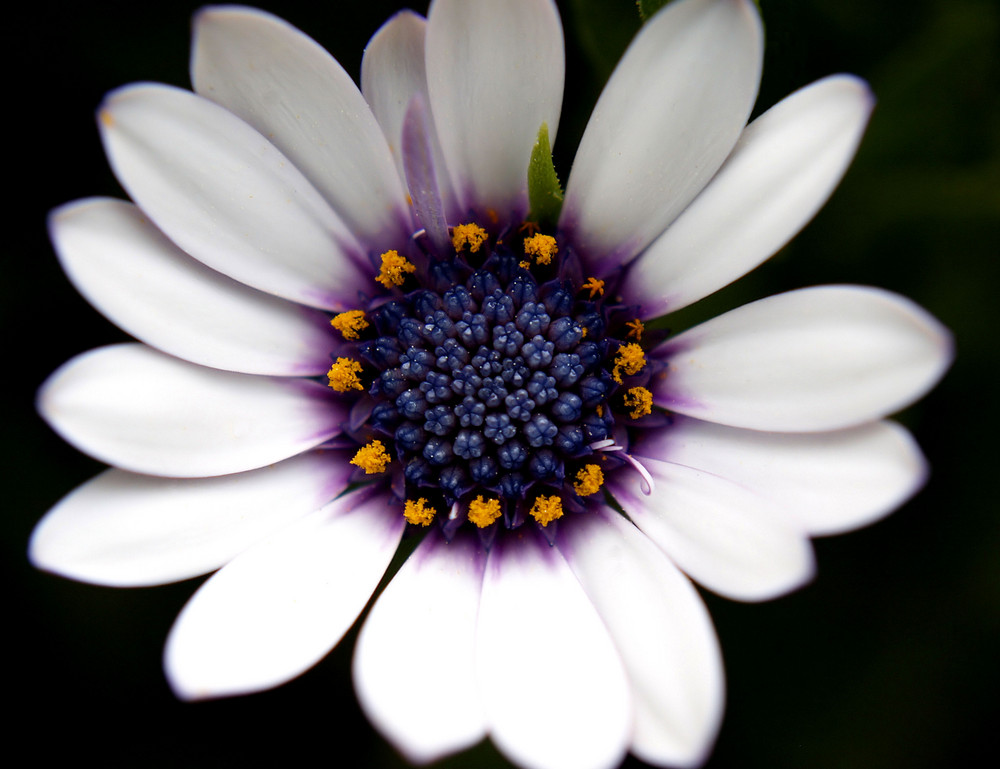 was für eine Blüte ?