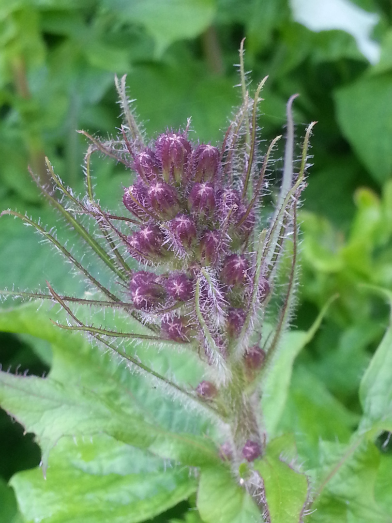 Was für eine Blüte könnte das sein?