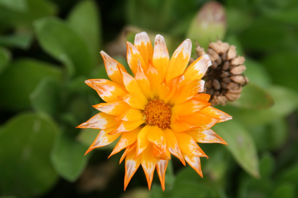 was für eine Blume bin Ich ? Foto & Bild | pflanzen, pilze & flechten