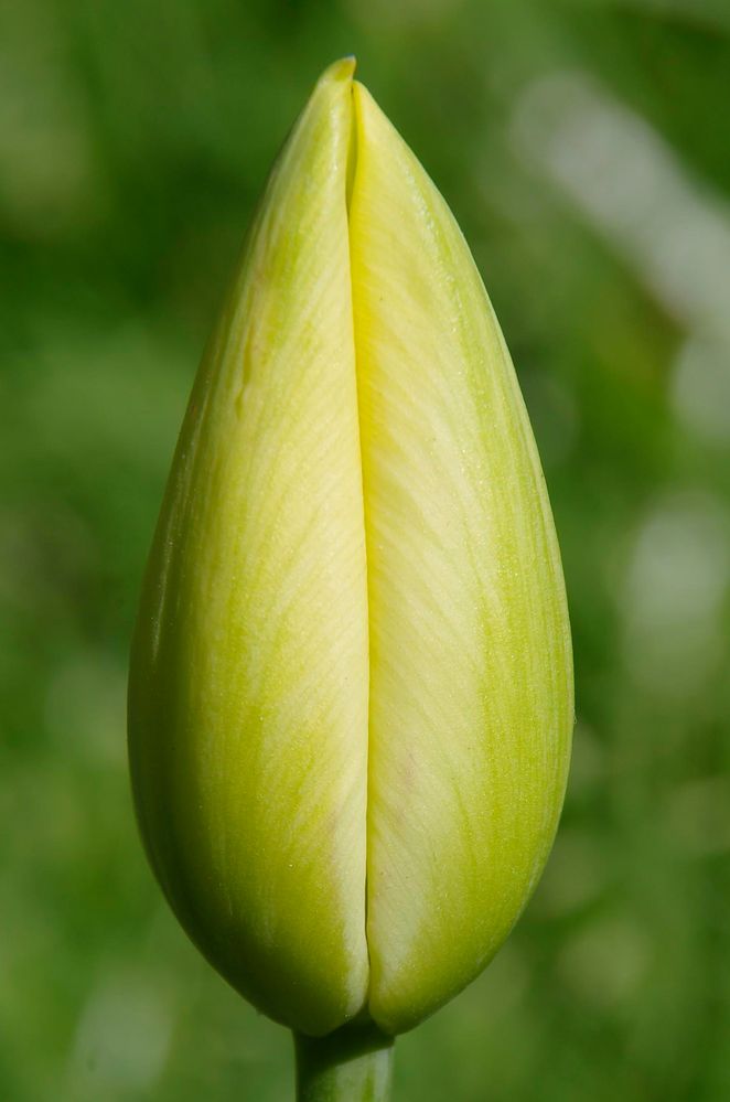 Was für eine Blume wird das wohl? Foto & Bild | pflanzen, pilze