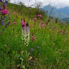 Was für eine Blumenwiese!