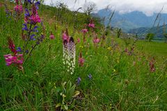 Was für eine Blumenwiese!