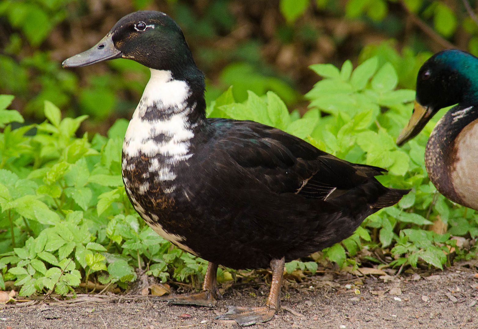 was für eine Ente ist das ?