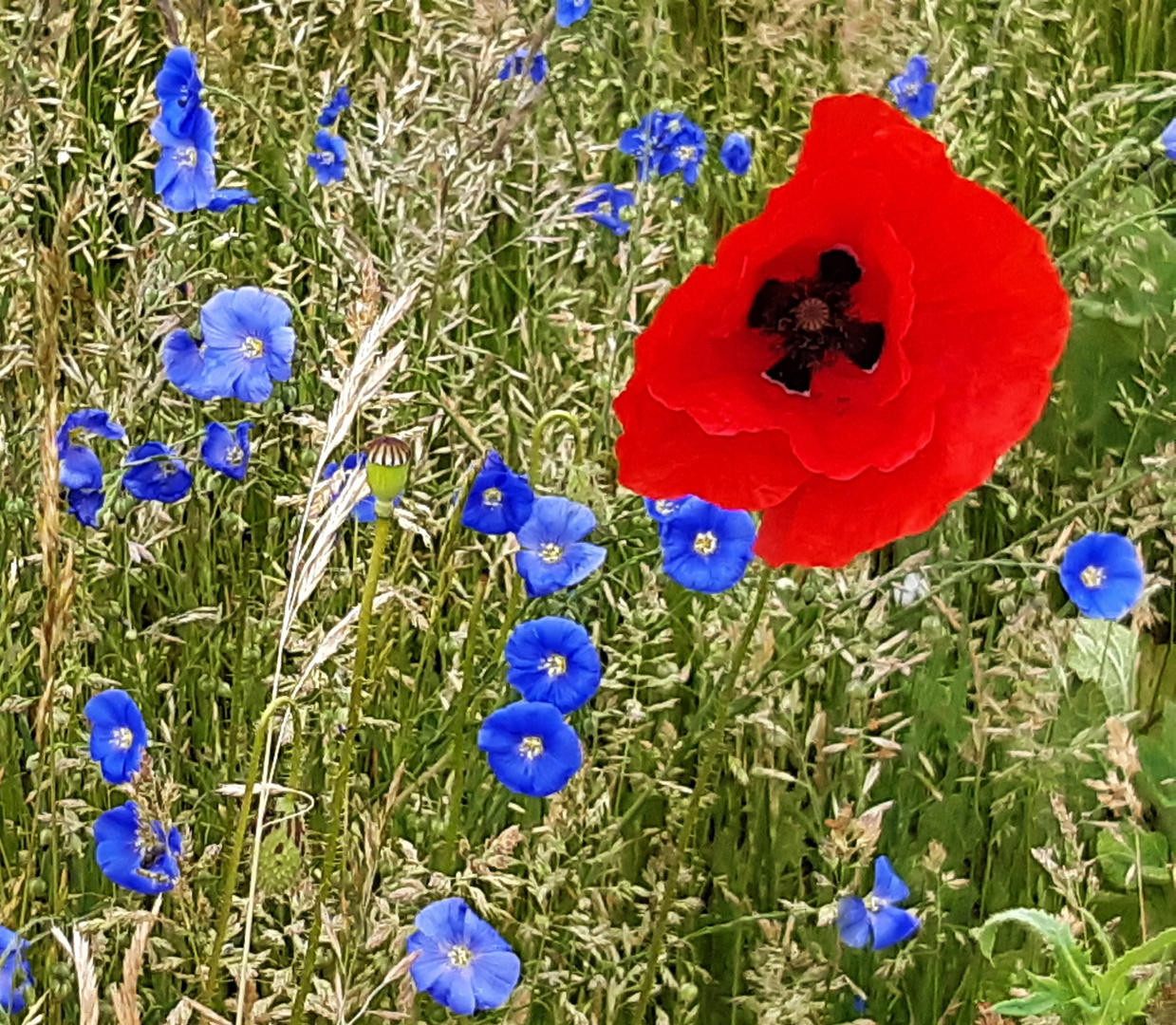 Was für eine Farbenpracht am Wegesrand