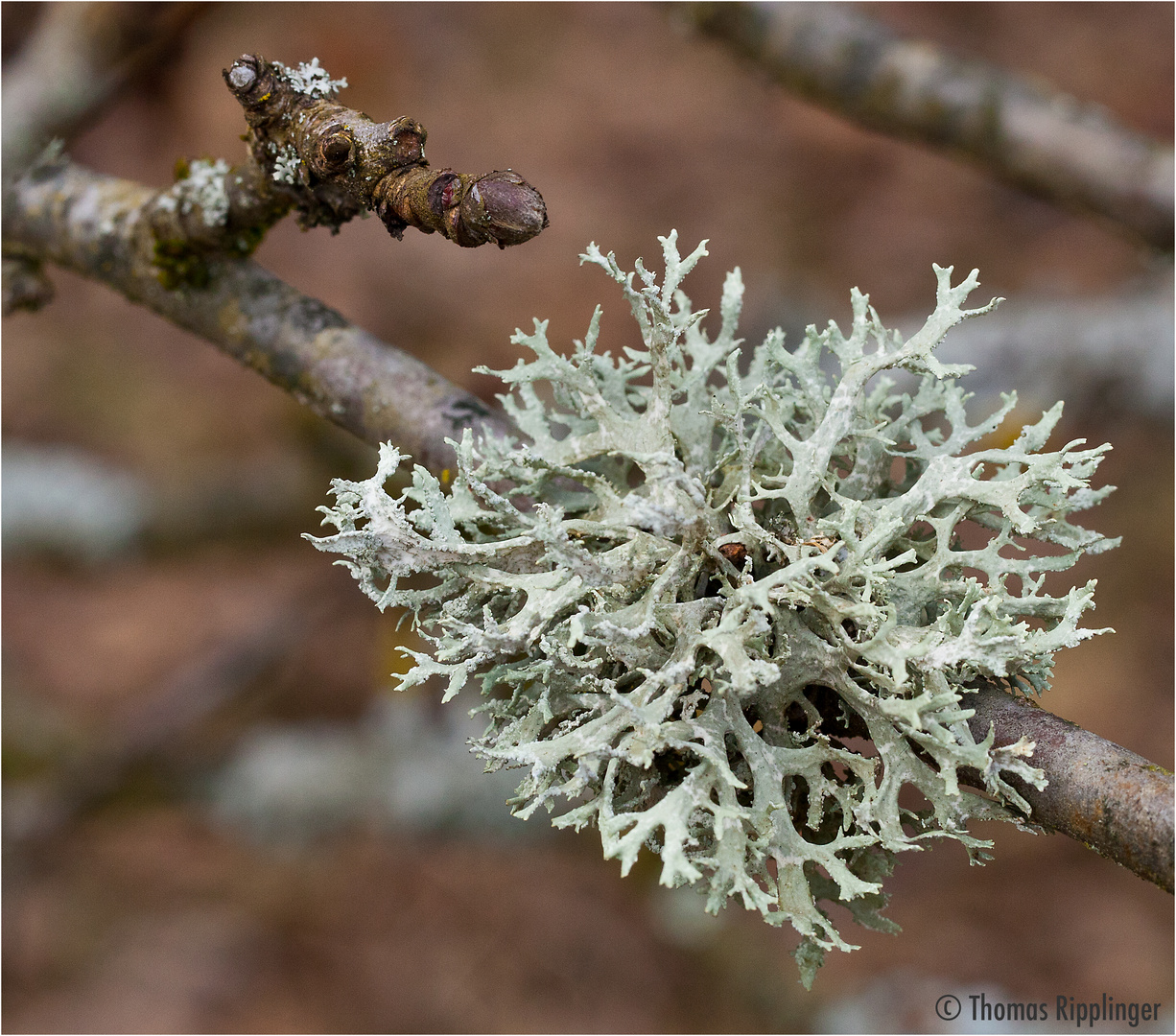 Was für eine Flechte ist das? Foto & Bild pflanzen, pilze & flechten