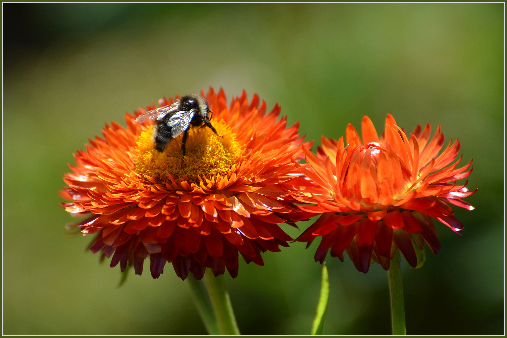 Was für eine fleißige Hummel im herrlichen Sonnenlicht