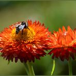 Was für eine fleißige Hummel im herrlichen Sonnenlicht