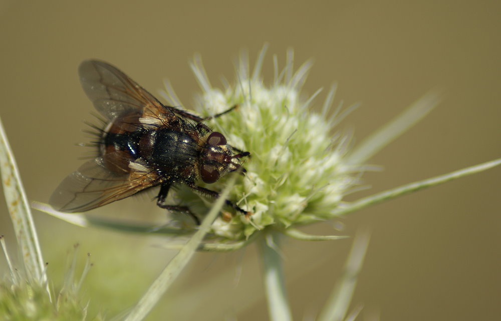 Was für eine Fliege?