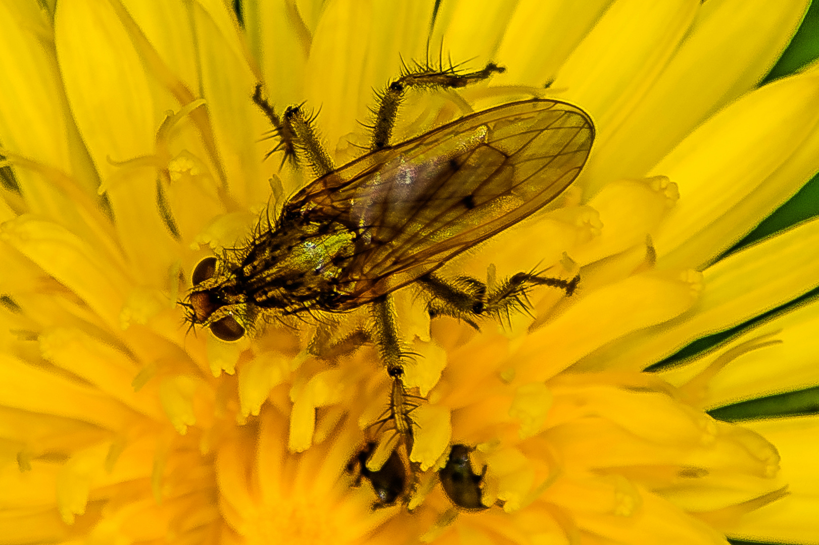 Was für eine Fliege ist das?