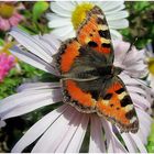 Was für eine Freude , mal wieder ein Schmetterling zu sehen !