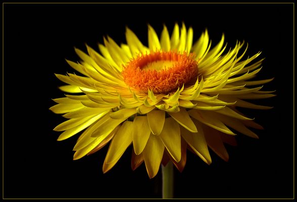 Was für eine Freude .. sie blühen unermüdlich   bis zum ersten Frost - ( Stacking Bild ) 