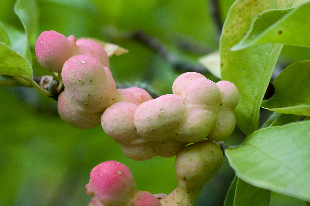 Was für eine Frucht ist das?