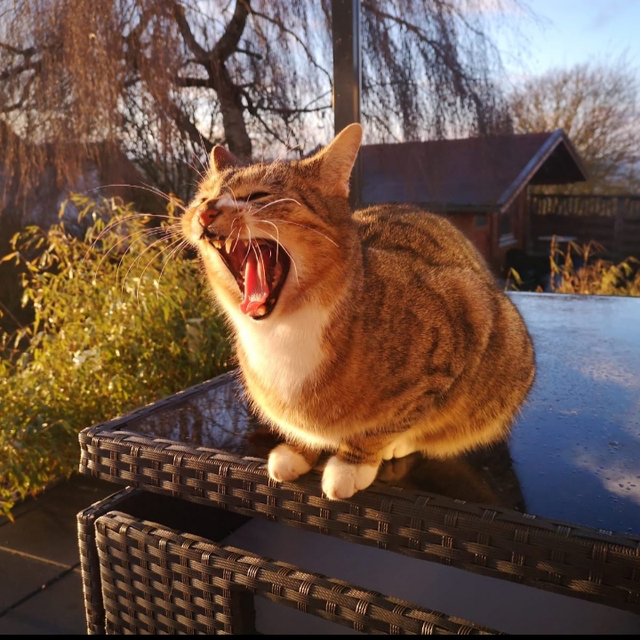 Was für eine Futterluke....