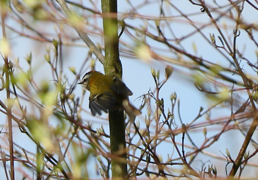 was für eine Glück - ein *** Wintergoldhähnchen ***