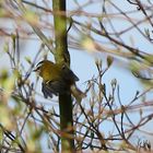 was für eine Glück - ein *** Wintergoldhähnchen ***