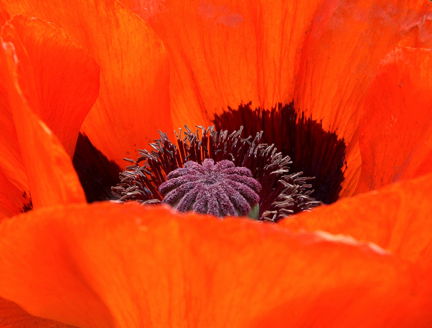 was für eine herrliche Farbe !