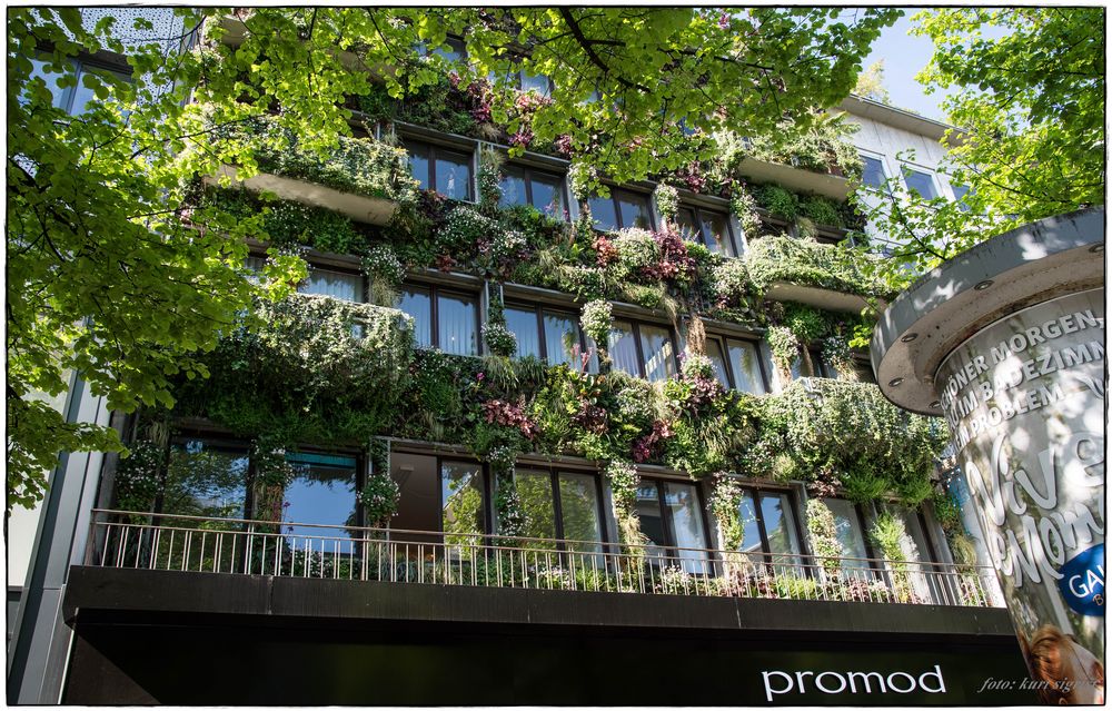 Was für eine Idee...mitten in der Stadt !!!! Foto & Bild | natur