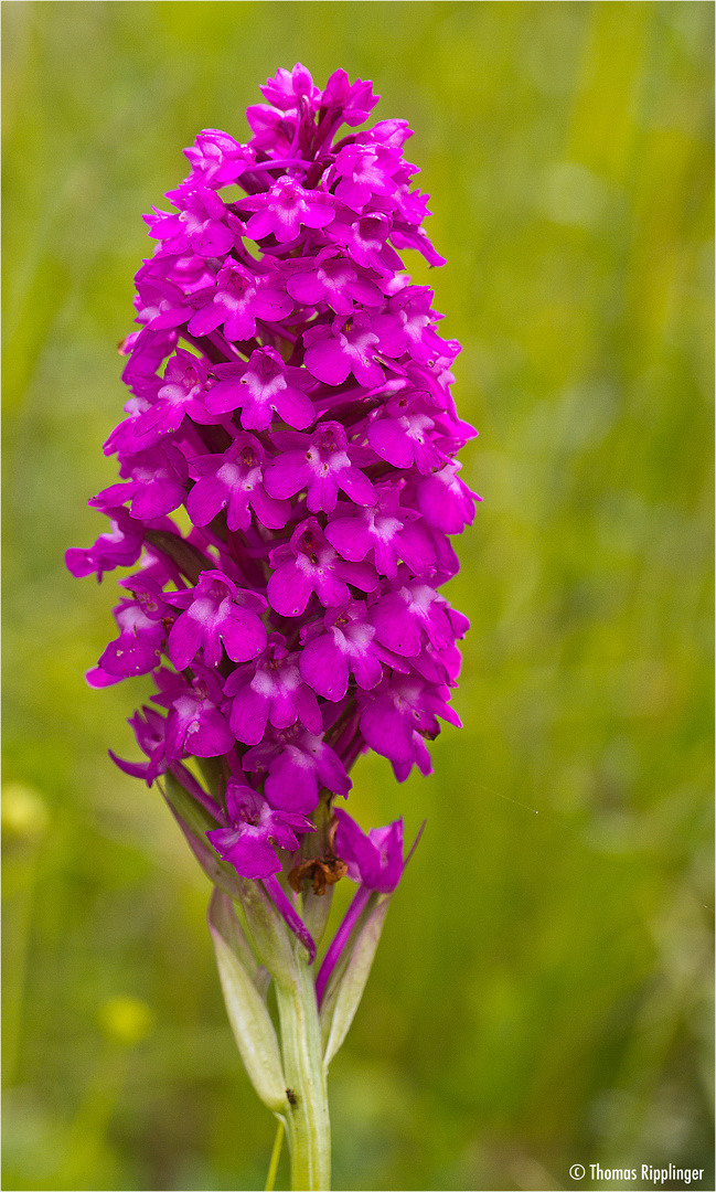 Was für eine Orchidee ist das?