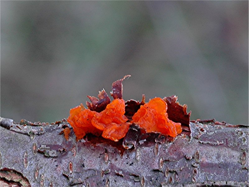 Was für eine Pilzfarbe