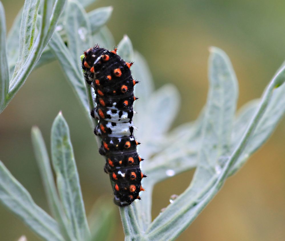 Was für eine Raupe ist das ? Foto & Bild tiere, wildlife, insekten Bilder auf