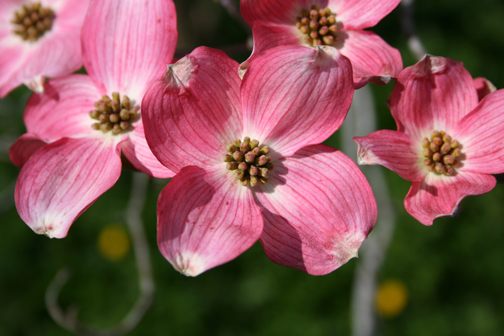 Was für eine schöne Blüte ist das?