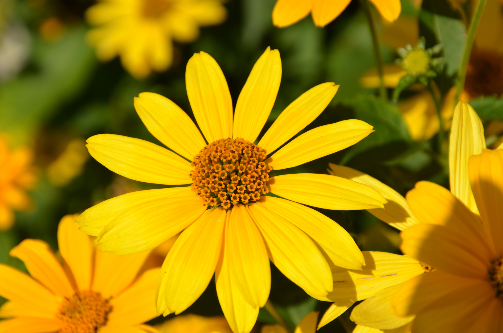 was für eine schöne Sommerblume